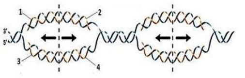 image3.png image3.png