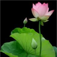 hao.baobinh10