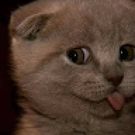 mèoooooooooooooooooo