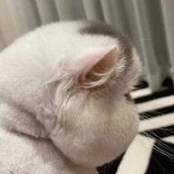 phanhbaobeii