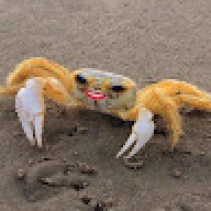 koi
