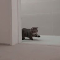 zoeosmena