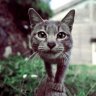 bluecat